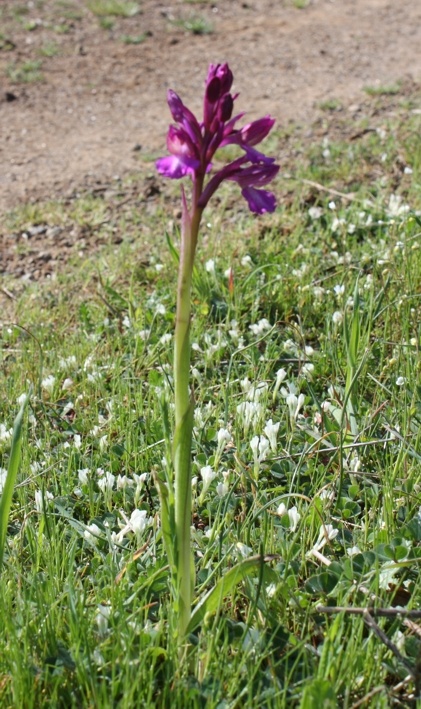 Orchis morio  x O. papilionacea (Orchis x gennarii) ...e...